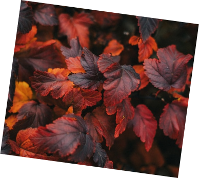 nft