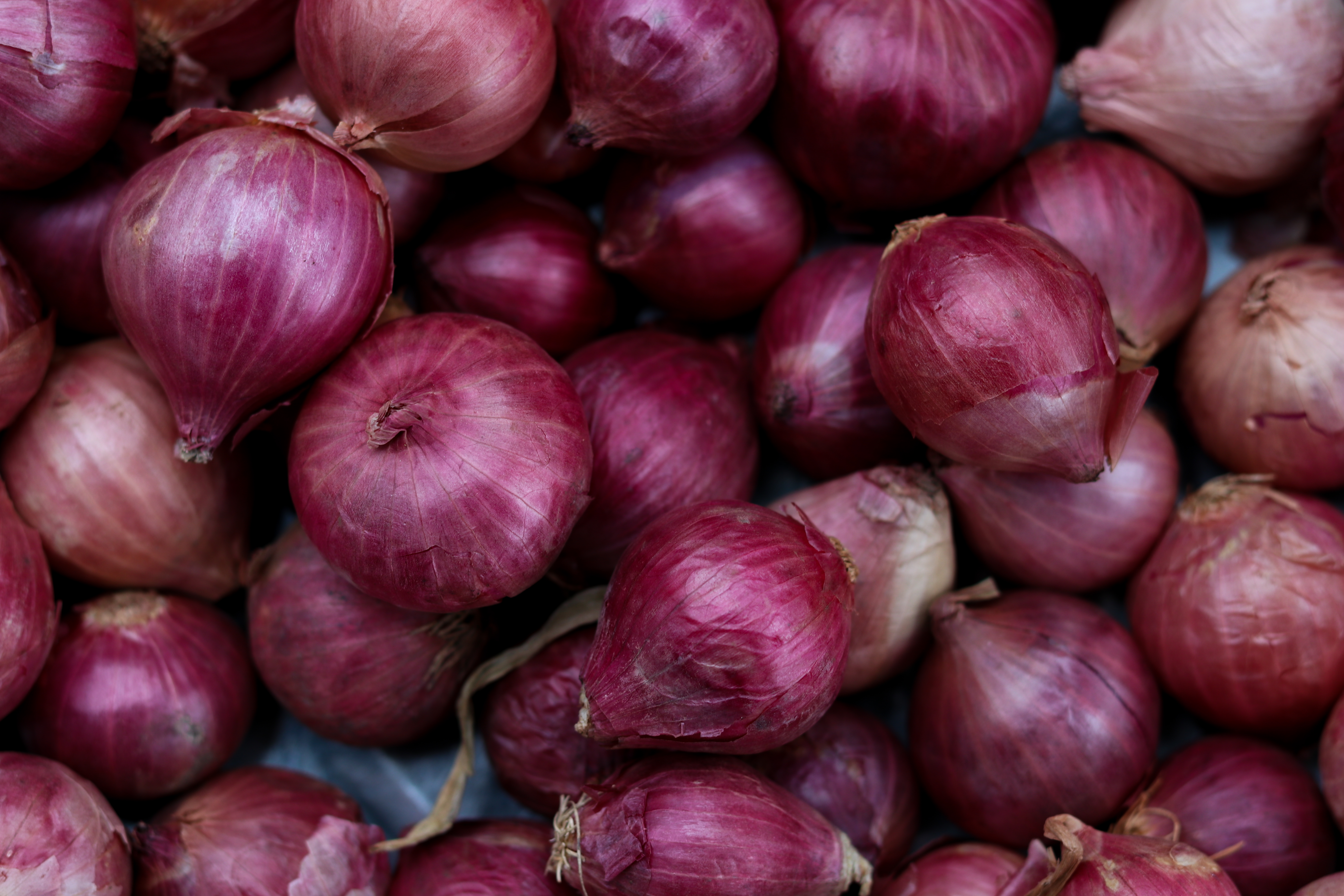ONIONS (LIGHT RED)
