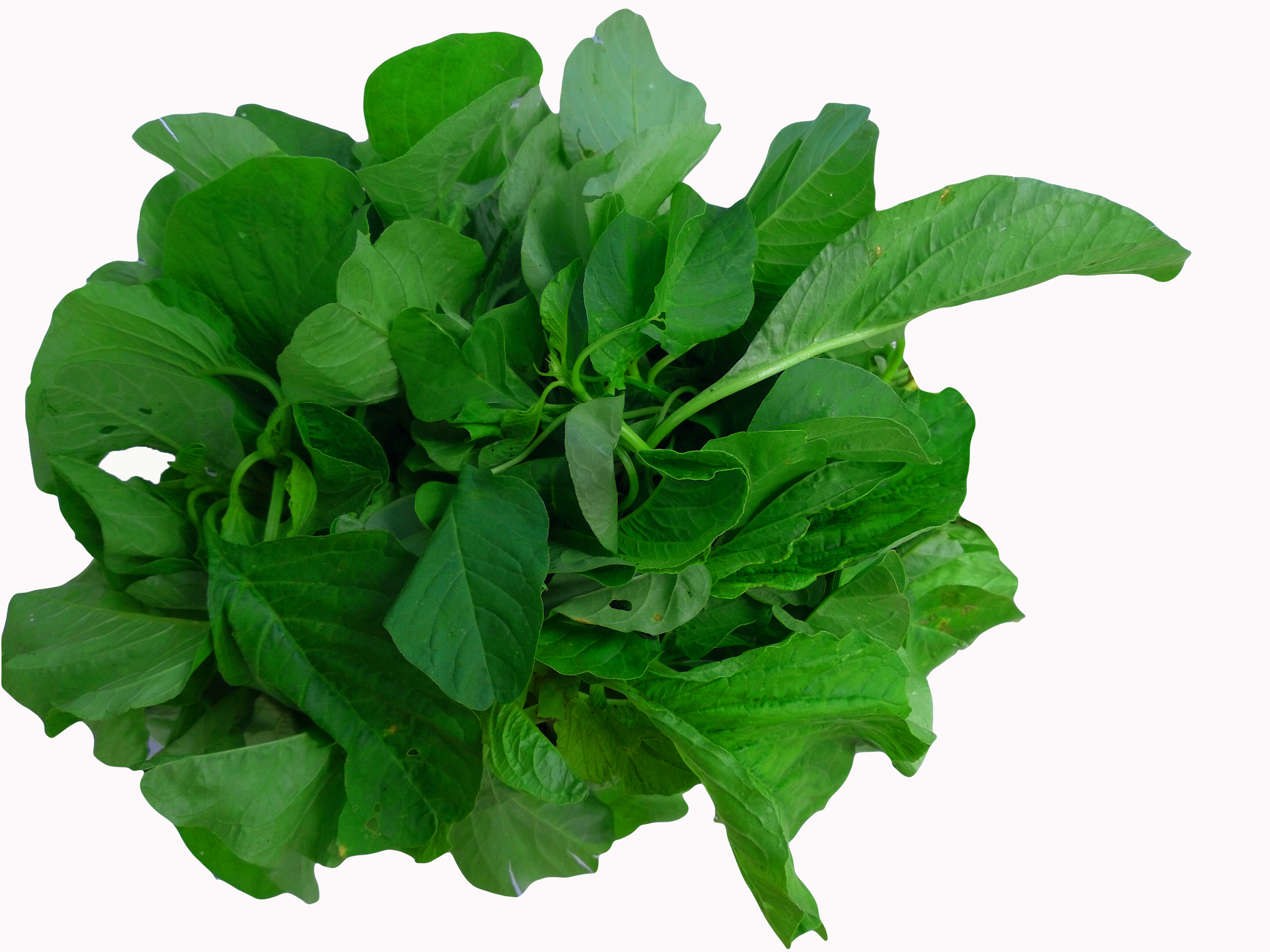 SPINACH