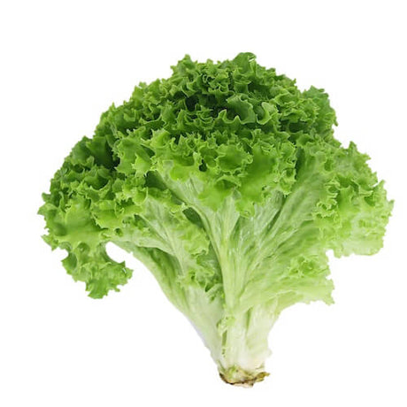 Lettuce 