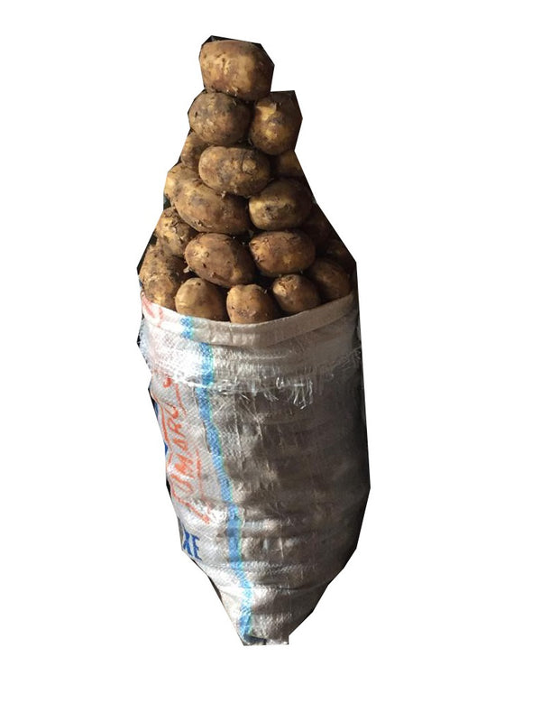 Irish potato 