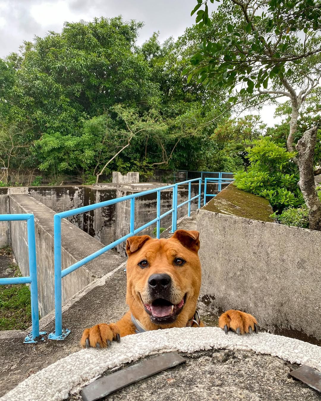 Japanese Battery Hill, Shan Tsui Village Road