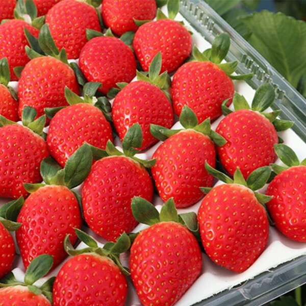 지리산 산청 딸기 750g