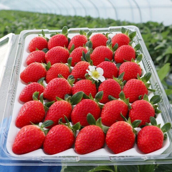 지리산 산청 딸기 750g 2