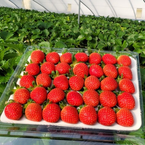 딸기가 너무 좋아요