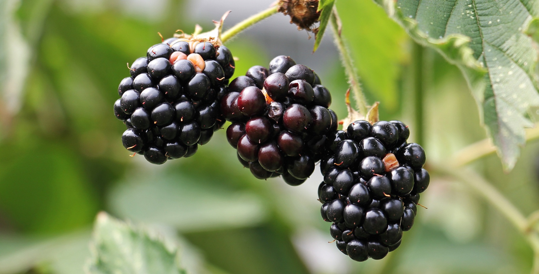 blackberries hanging on a branch