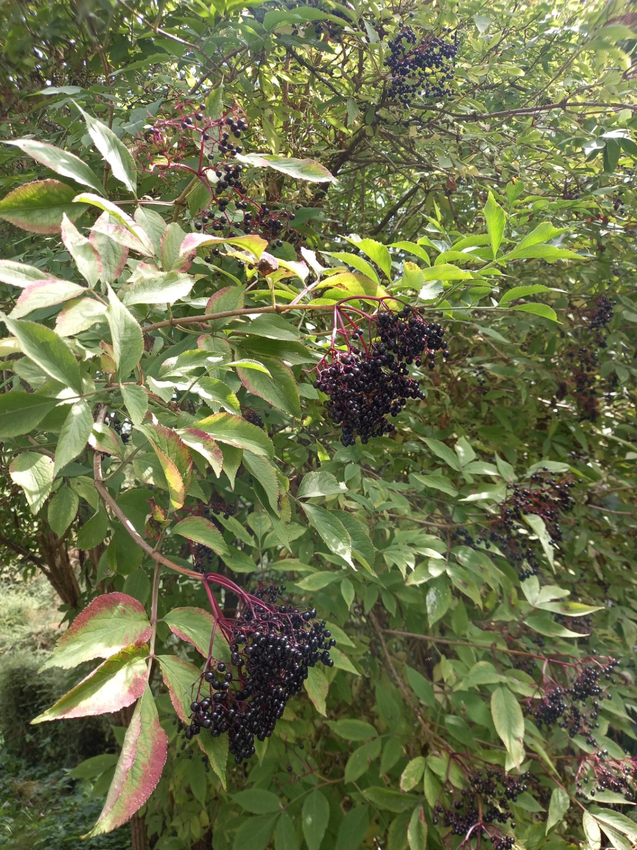 Elderberries ripe