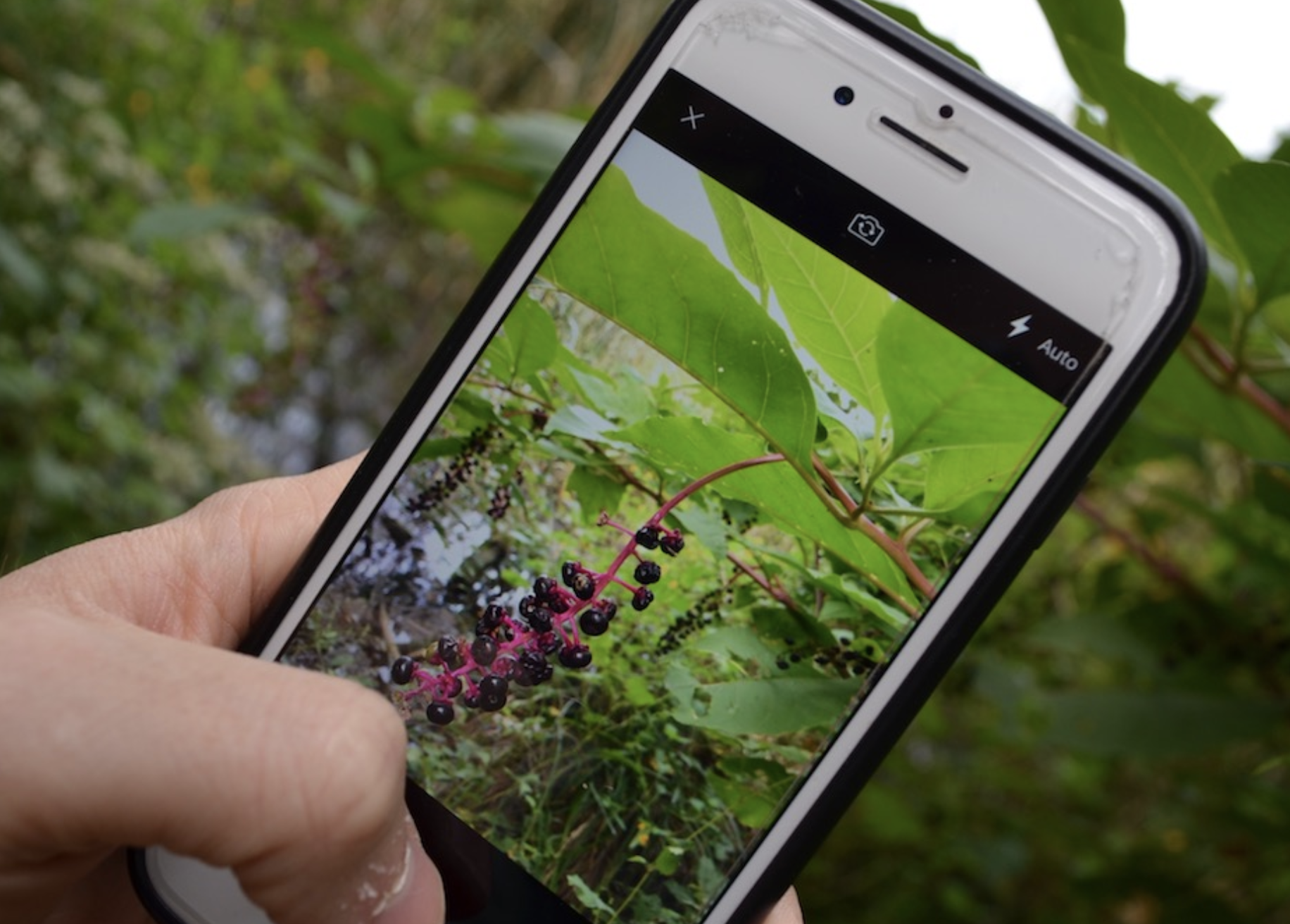 iNaturalist observation record with community identification