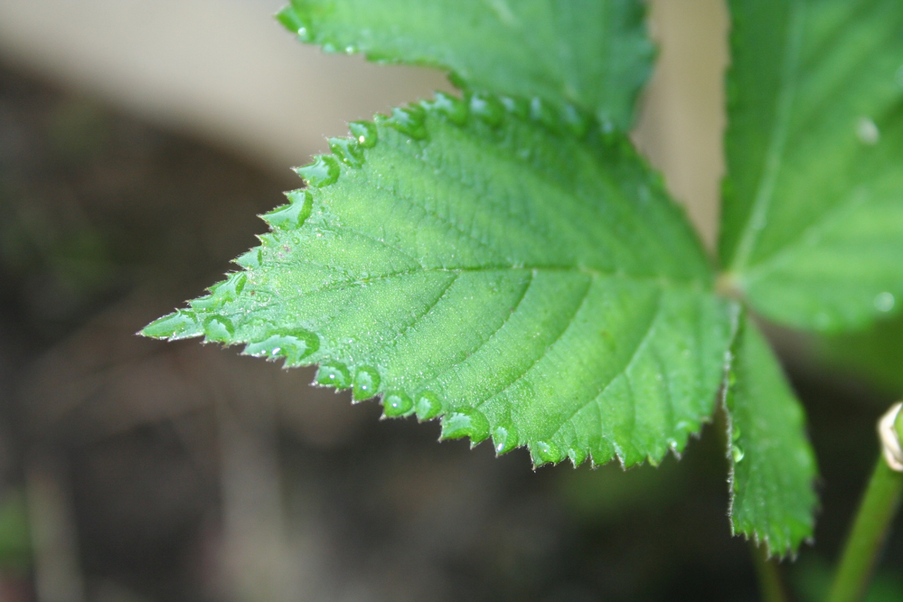Palmate leaves