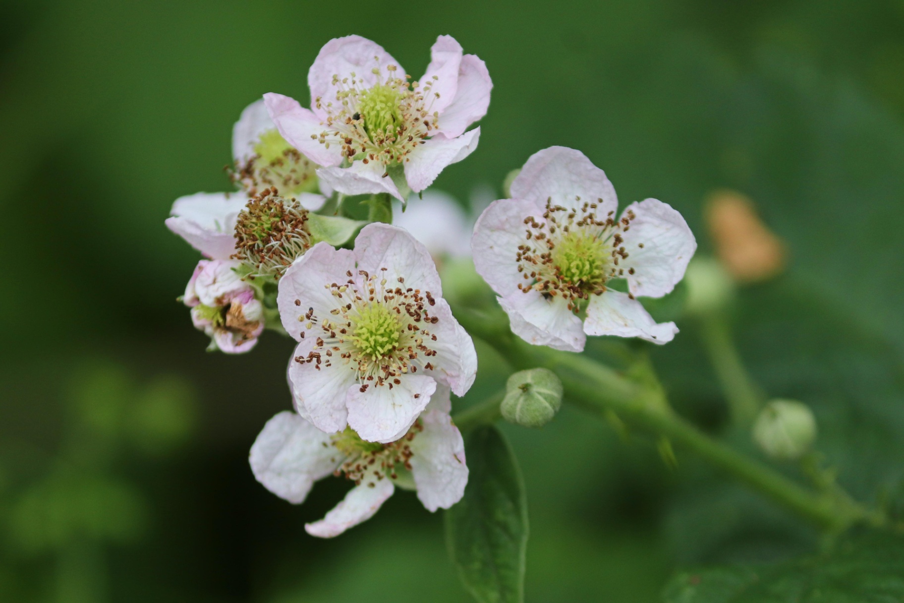 Five-petalled flowers