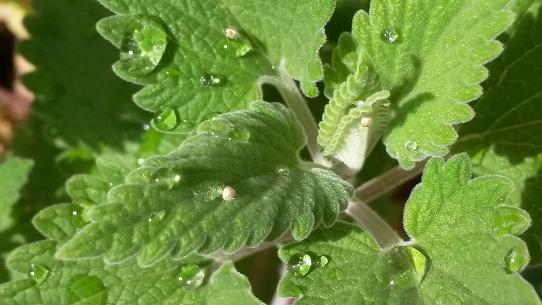Leaves