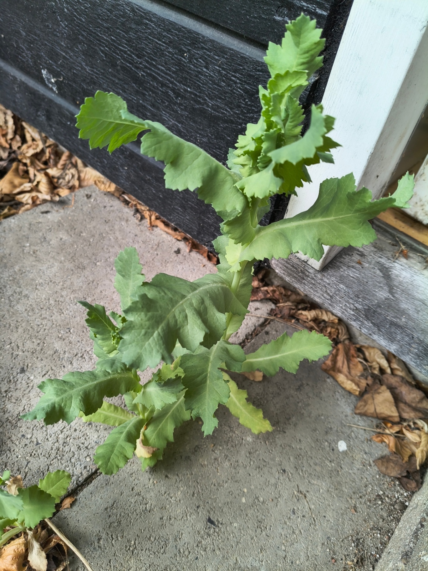 Leaves clasp the stem