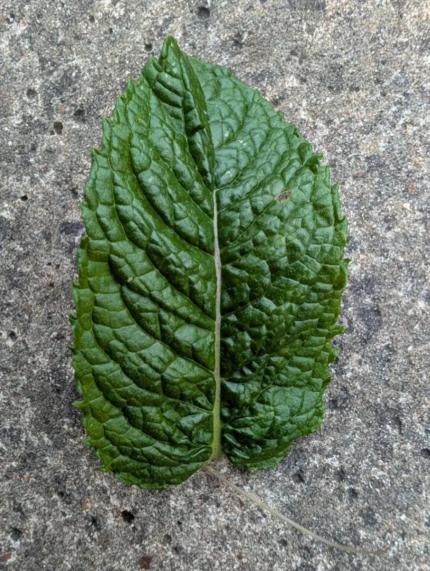 Bright green, crinkled, toothed leaves