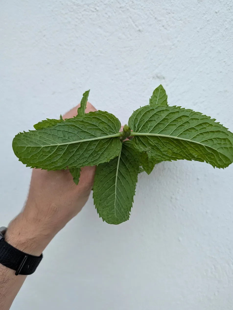 Leaves grow in opposite pairs