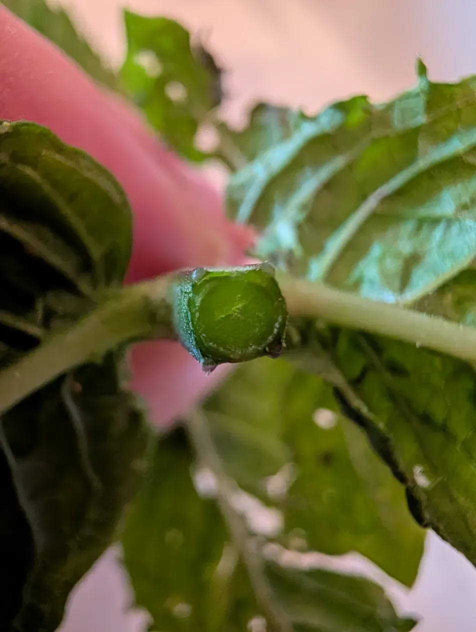 Four-sided stem