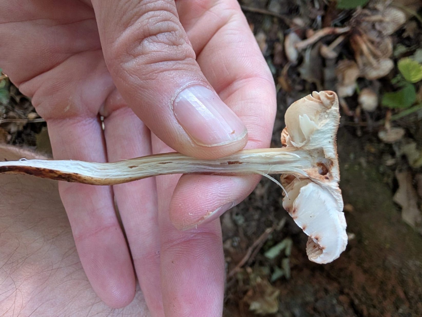 Stem