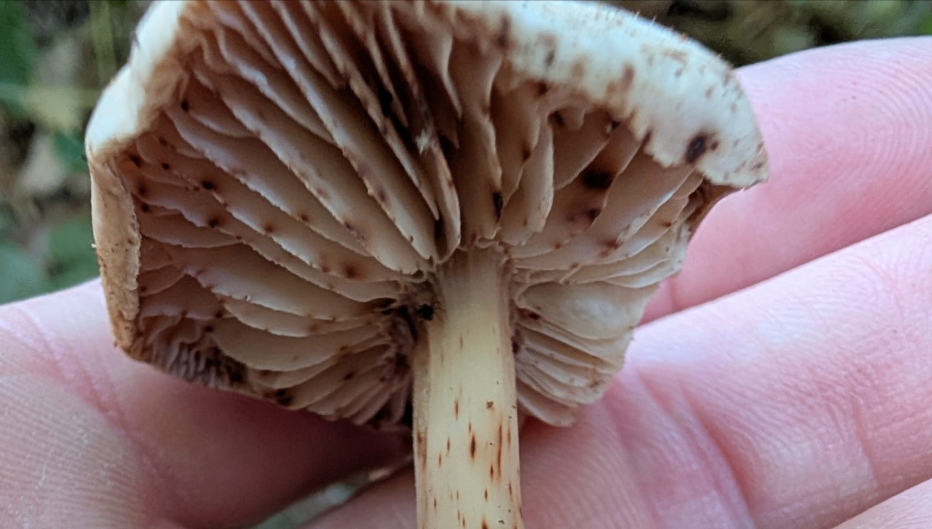 Gills