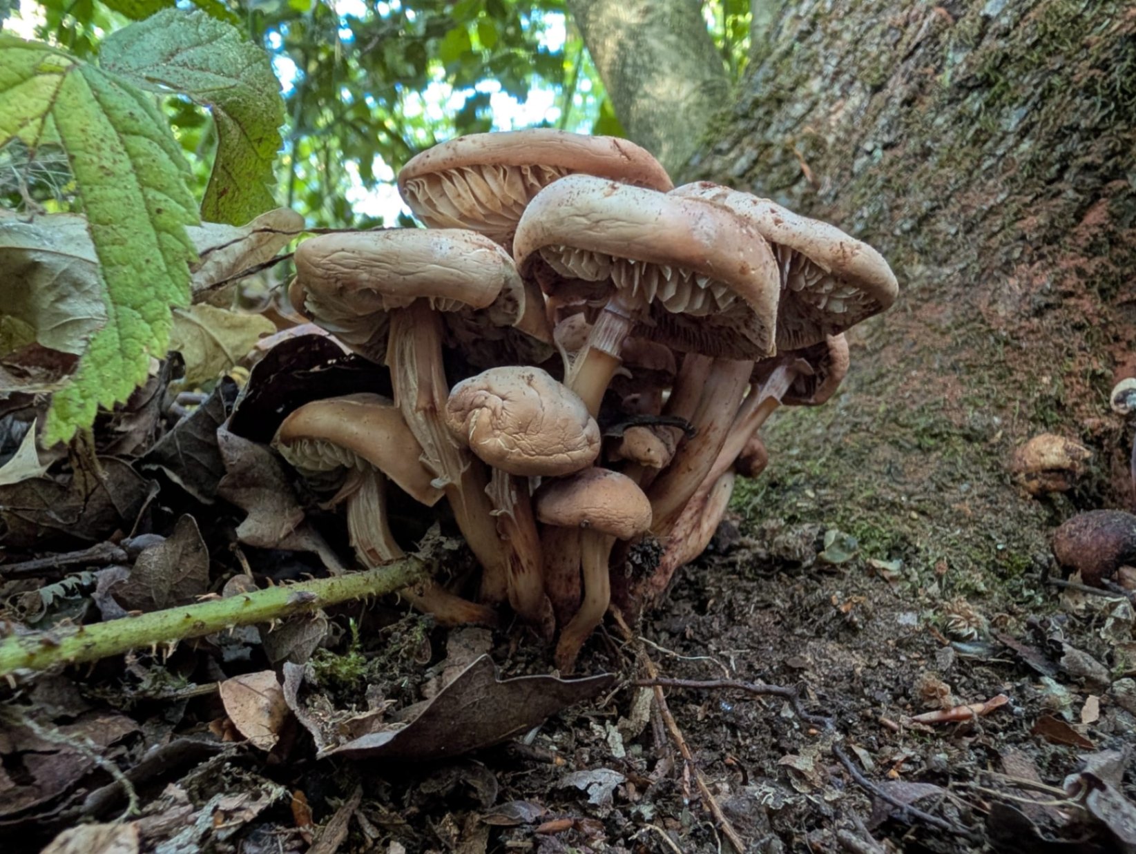Growth habit