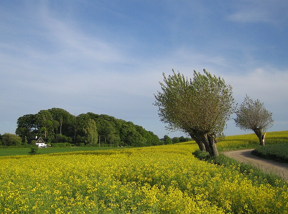 스코네