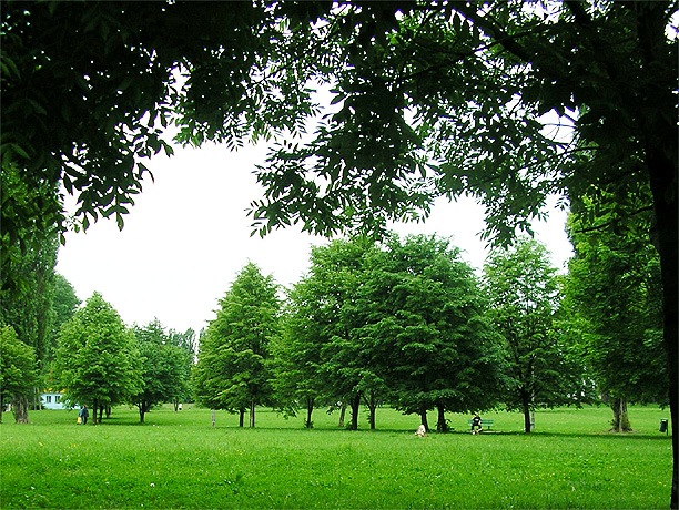 The Birch-Tree Meadow