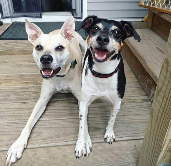 a picture of Pete and Little Dude a dog that needs a foster home.