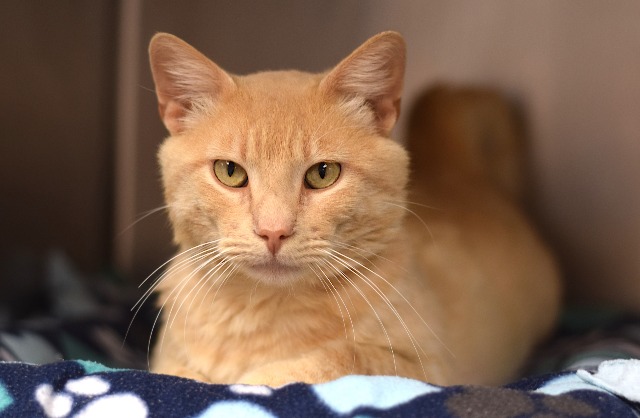 a picture of Kenneth a cat that needs a foster home.