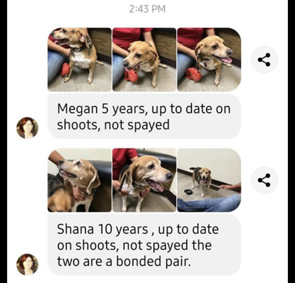 a picture of Megan (5 years) and Shana (10 years) Bonded pair a dog that needs a foster home.