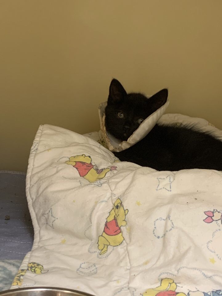 a picture of tortie & b/w a cat that needs a foster home.