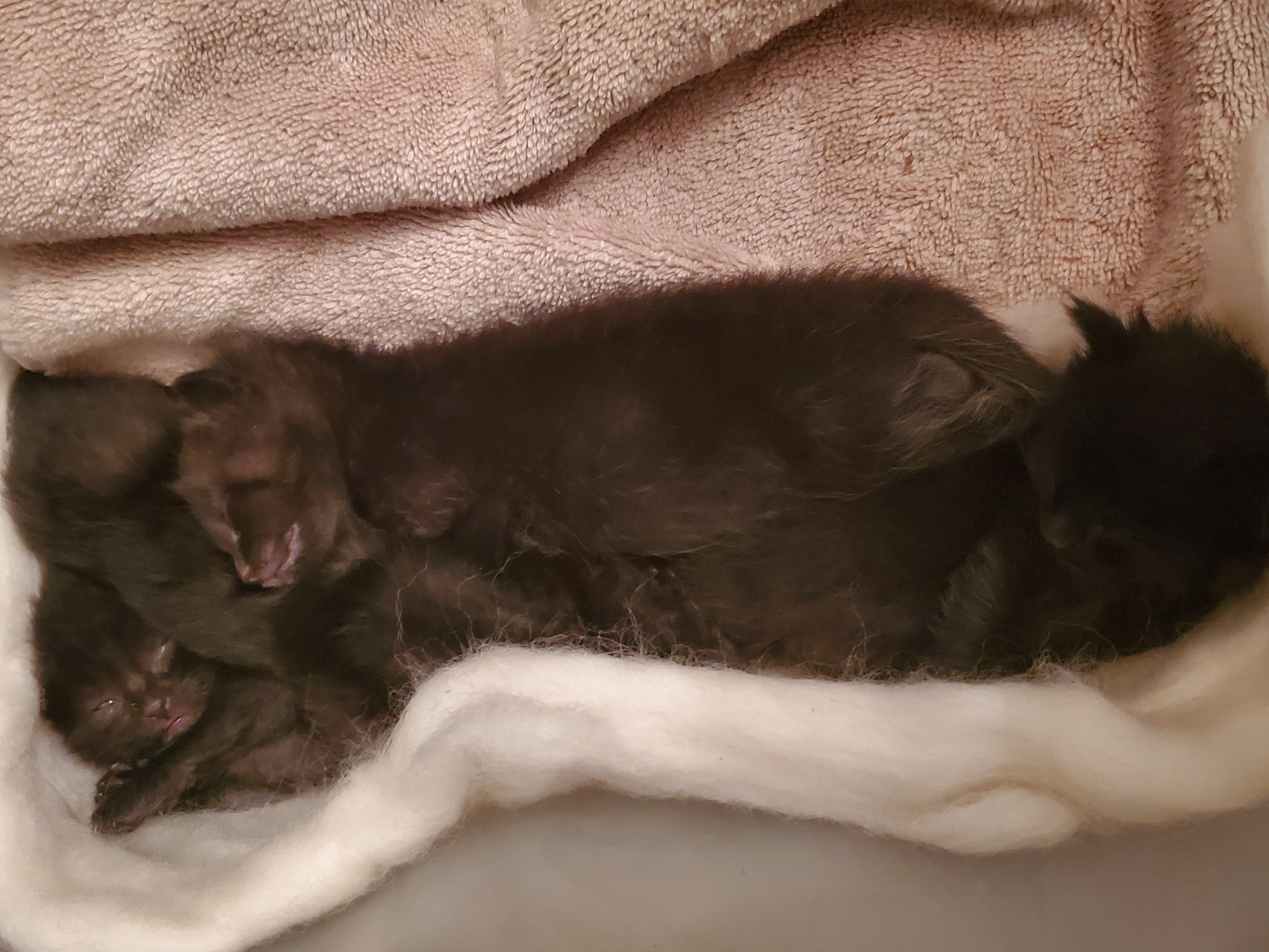 a picture of Runt, fluffy grey paw, chungua (biggest), loud one.  a cat that needs a foster home.