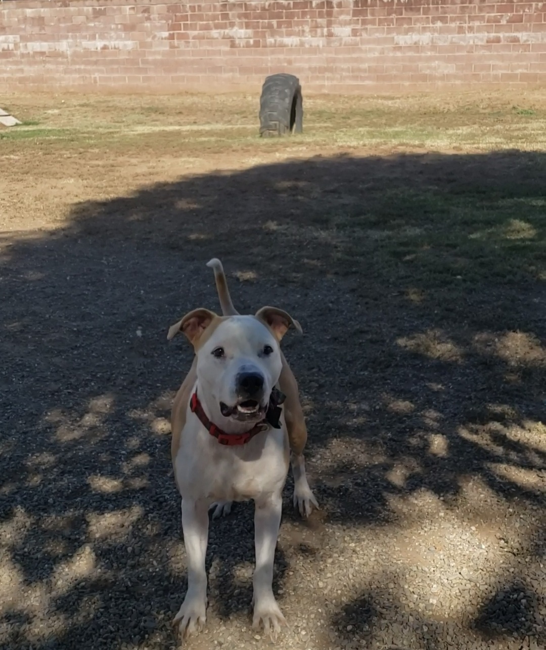 a picture of Heavenly a dog that needs a foster home.