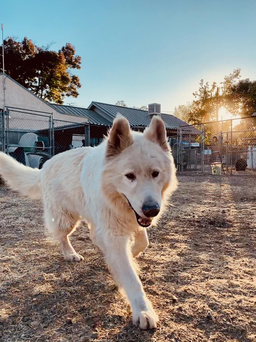 a picture of Max a dog that needs a foster home.