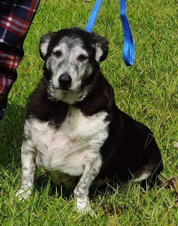 a picture of Oreo a dog that needs a foster home.