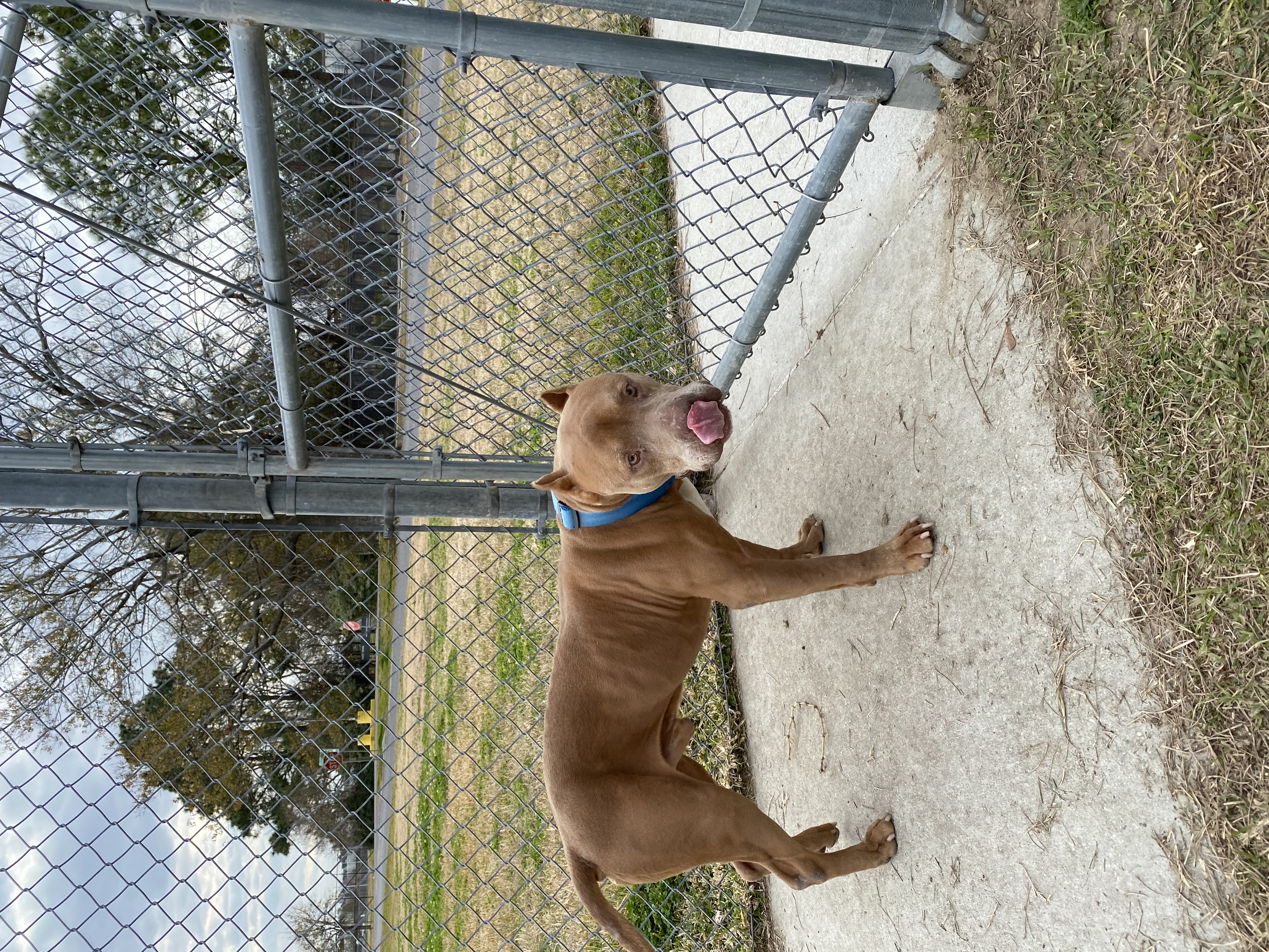 a picture of Hoss a dog that needs a foster home.