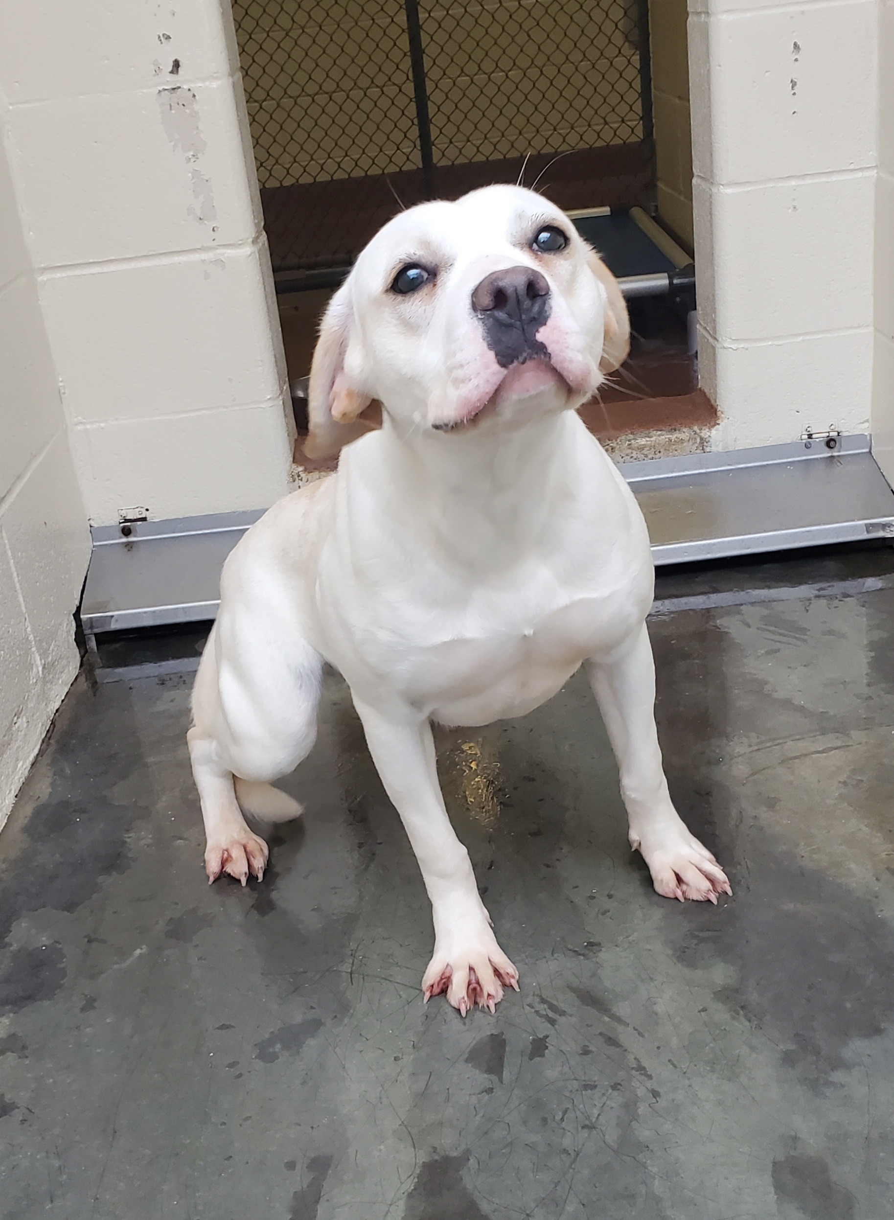 a picture of White dog a dog that needs a foster home.