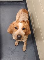 a picture of Male hound puppy a dog that needs a foster home.