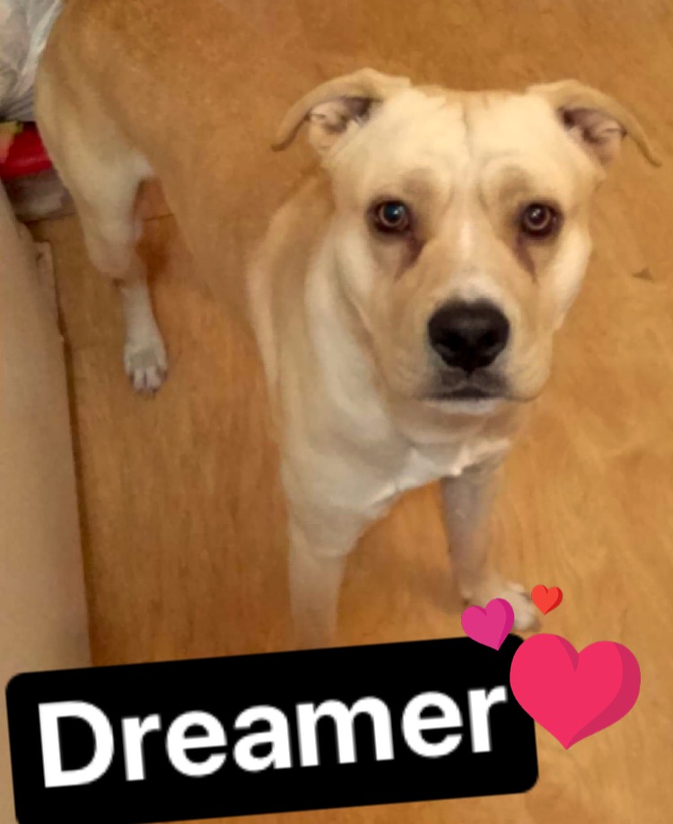 a picture of Dreamer a dog that needs a foster home.