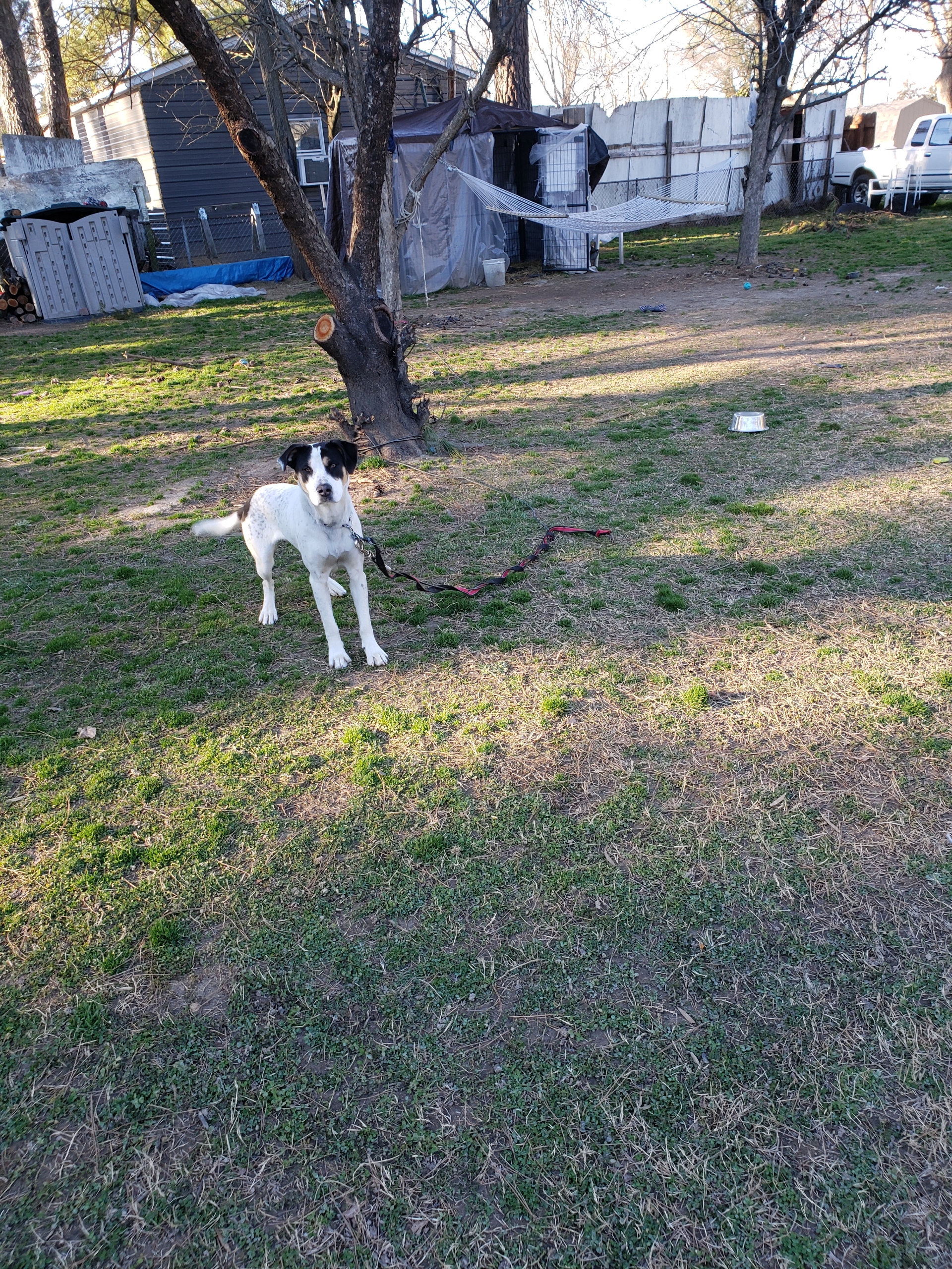 a picture of Riley a dog that needs a foster home.