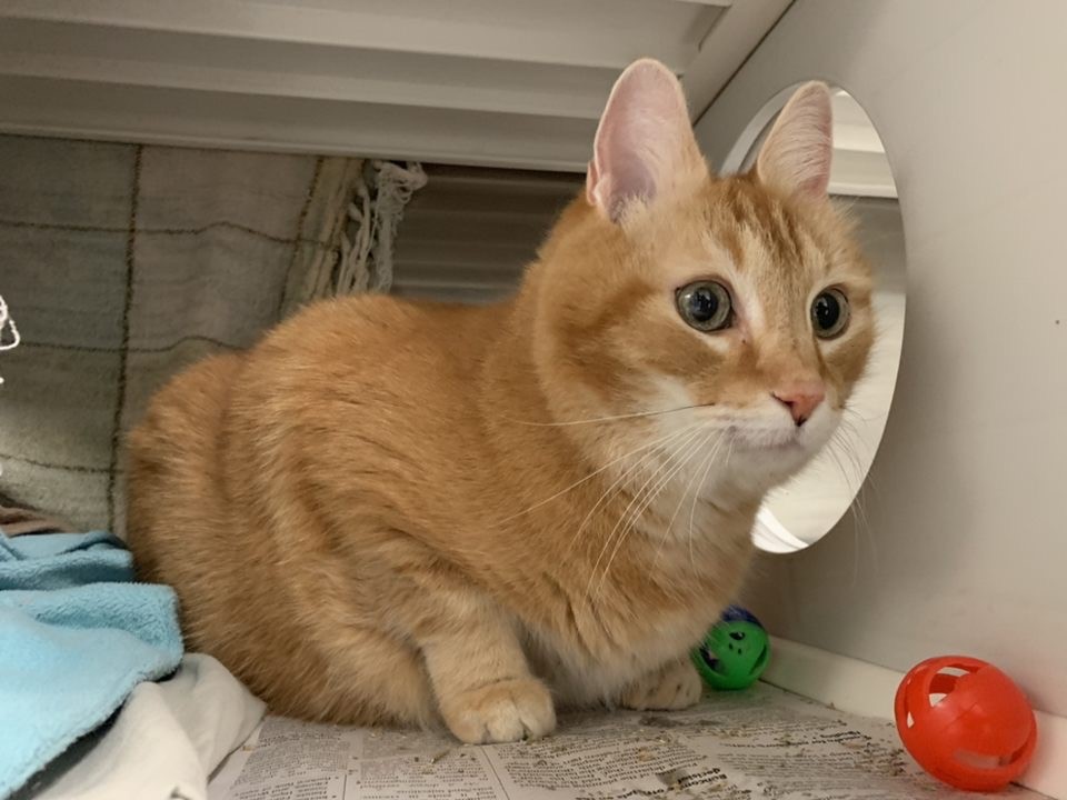 a picture of Sam a cat that needs a foster home.