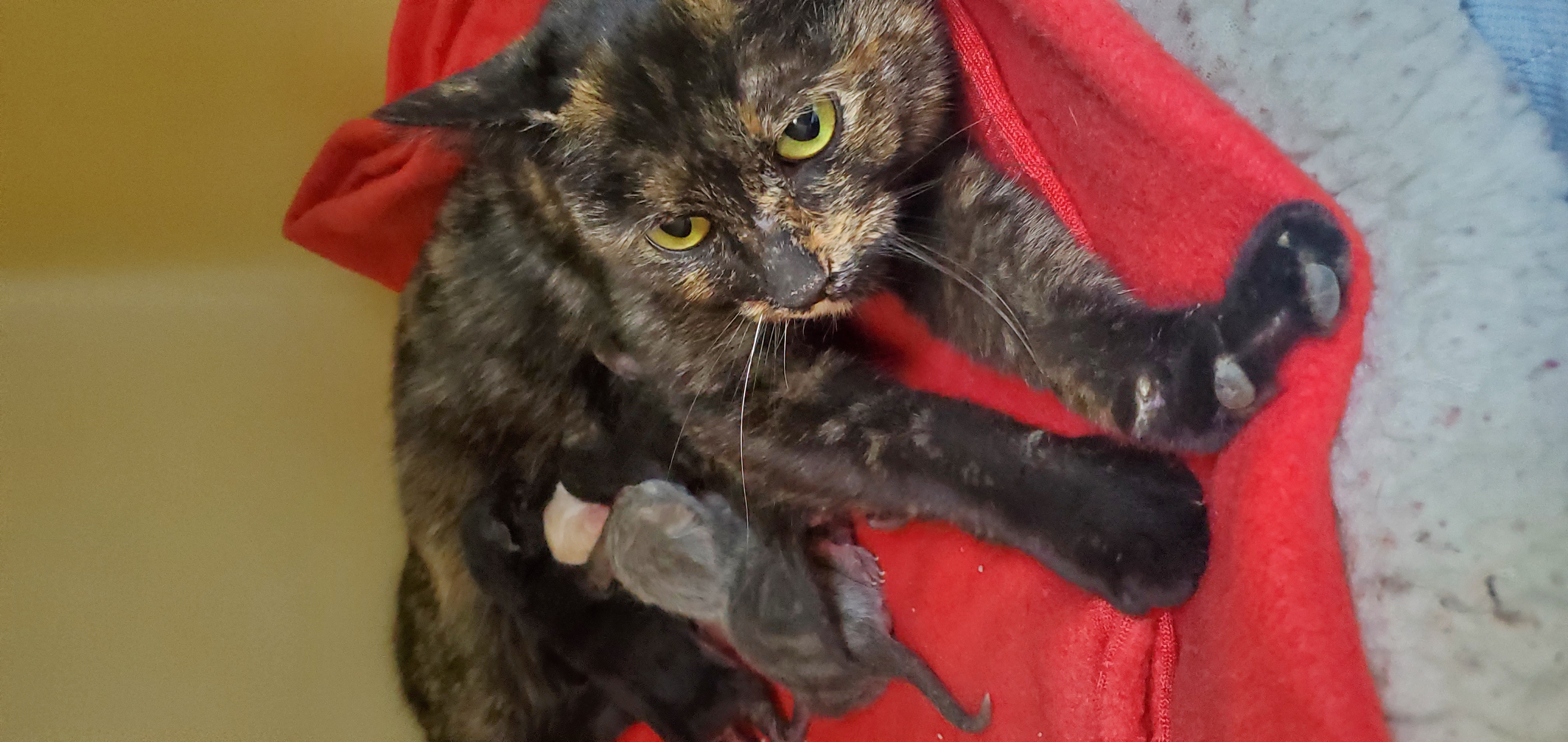 a picture of Mama & Babies a cat that needs a foster home.