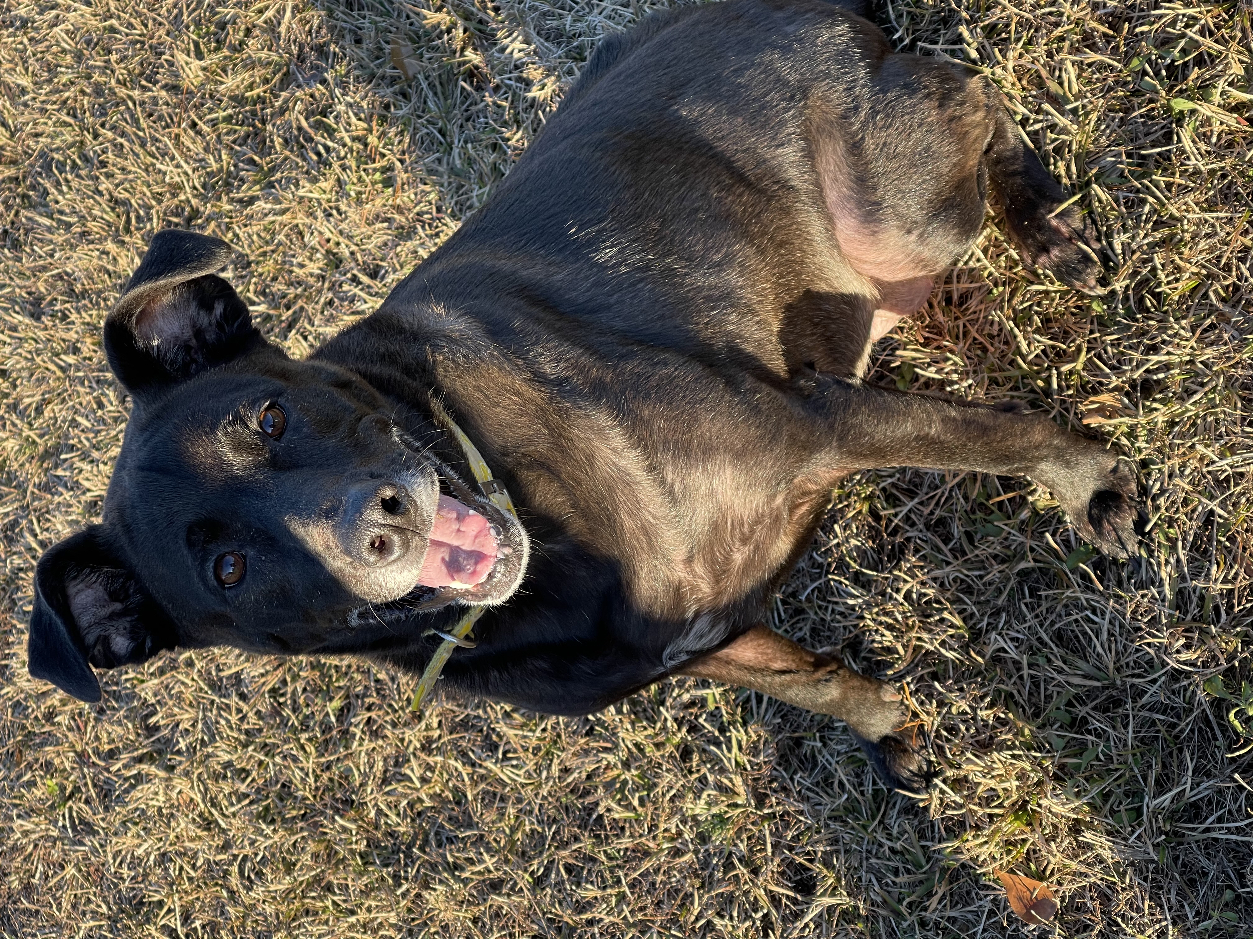 a picture of Roxie a dog that needs a foster home.