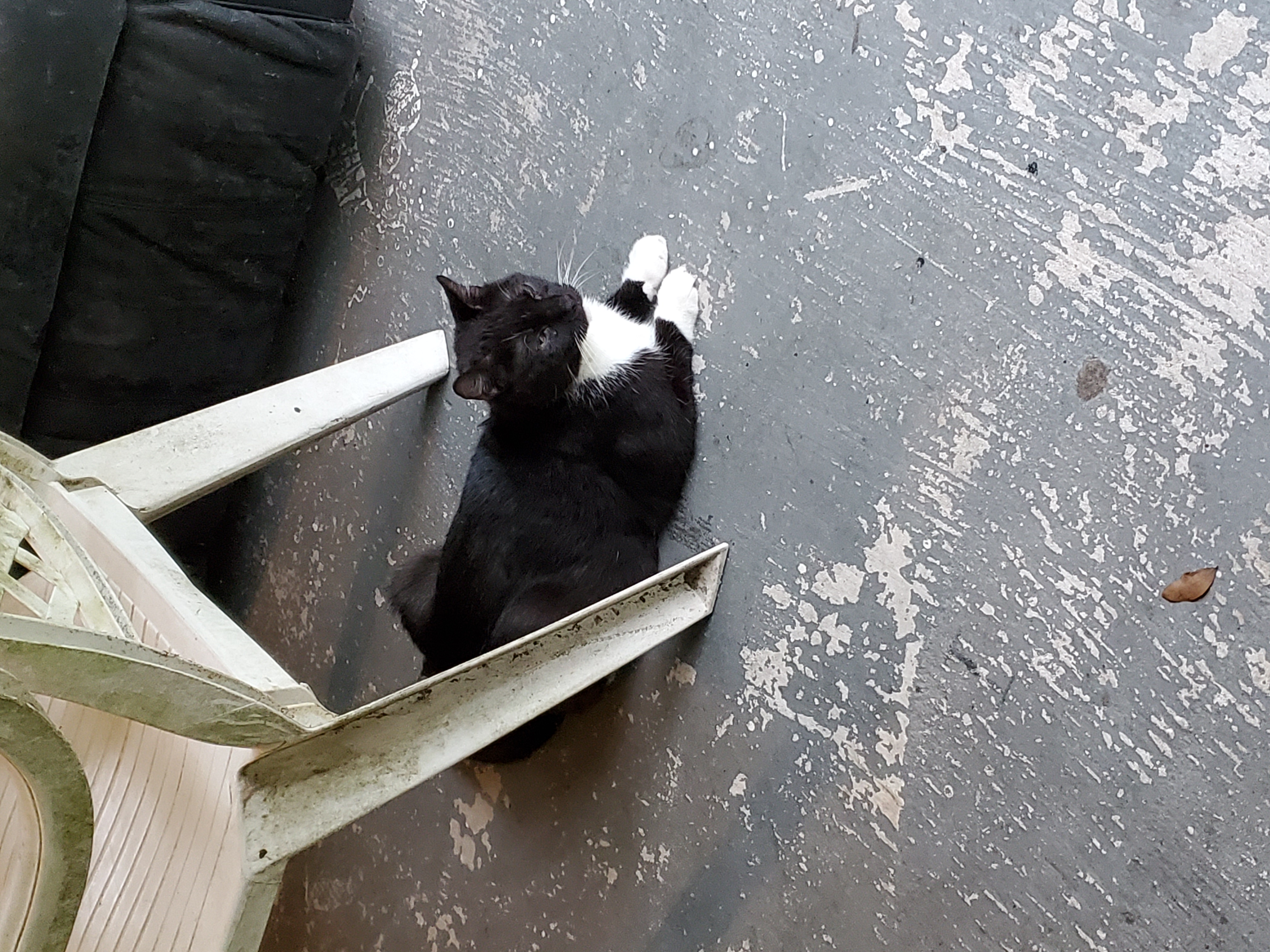 a picture of Oreo, Figaro and Abigail  a cat that needs a foster home.