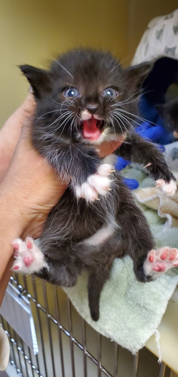 a picture of three one month old kittens! a cat that needs a foster home.