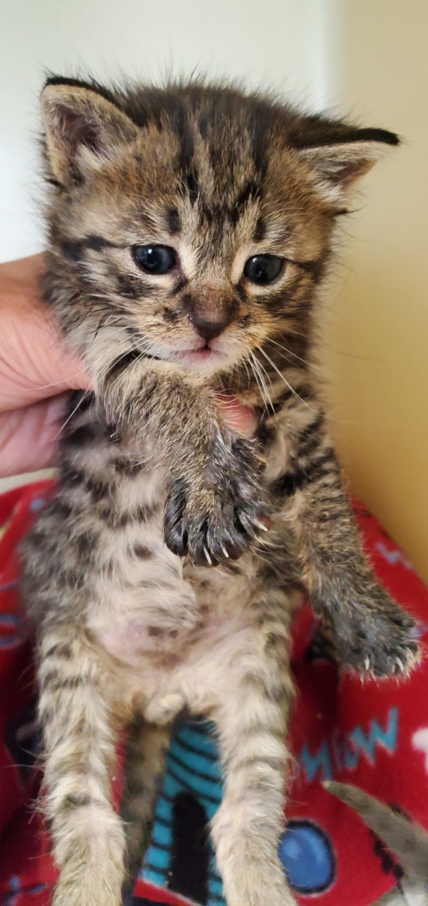 a picture of five week old cuties a cat that needs a foster home.