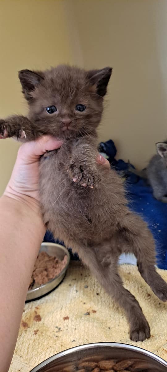 a picture of Little Chocolate Kitten a cat that needs a foster home.