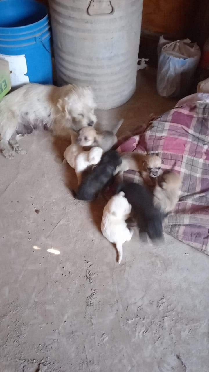 a picture of Mama and 7 puppies a dog that needs a foster home.