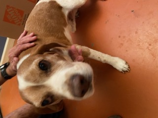 a picture of Max a dog that needs a foster home.