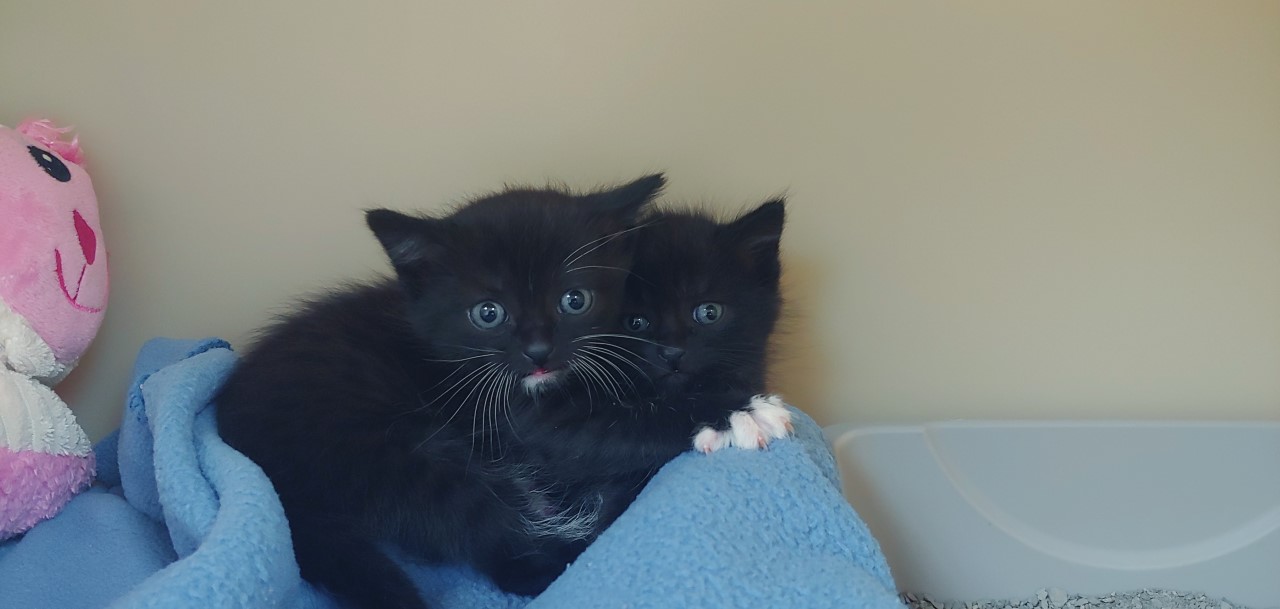 a picture of Two Fiesty Kittens a cat that needs a foster home.