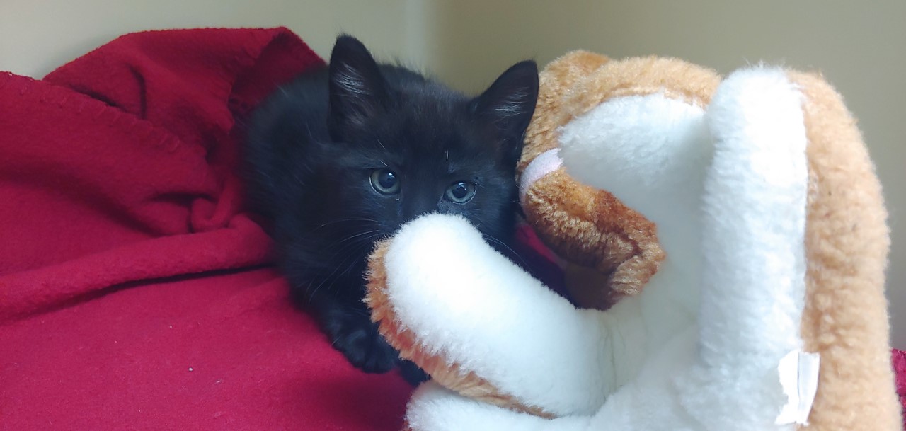 a picture of Two 5 wk old Kits a cat that needs a foster home.