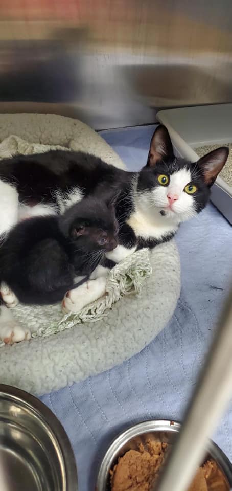 a picture of Mama & Baby a cat that needs a foster home.