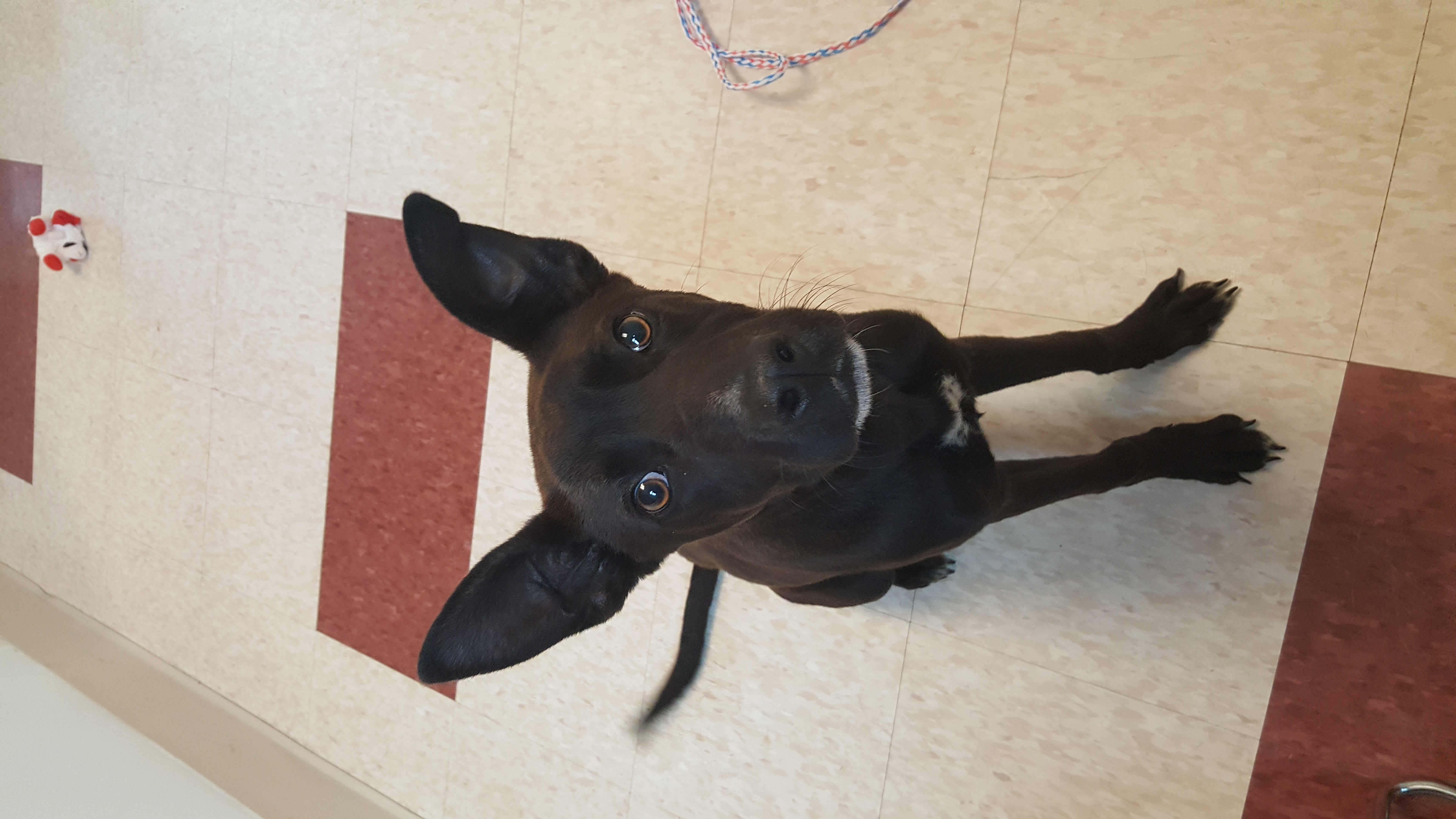 a picture of Black puppy a dog that needs a foster home.